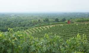 vigneto