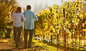 vino