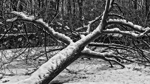 albero neve