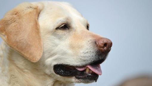 cane foto