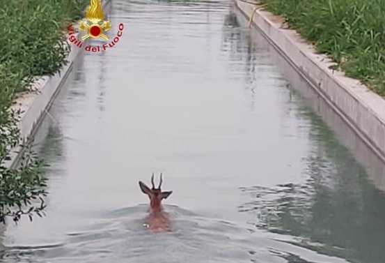 vigili del fuoco animale a