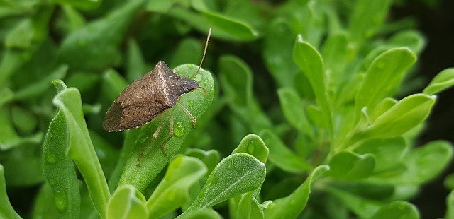 Cimice