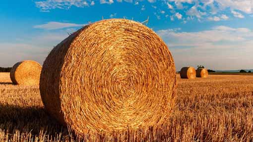 agricoltura