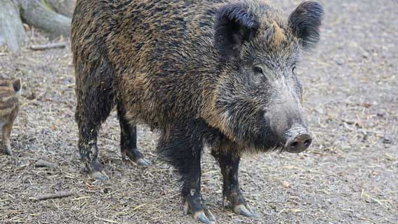 cinghiale
