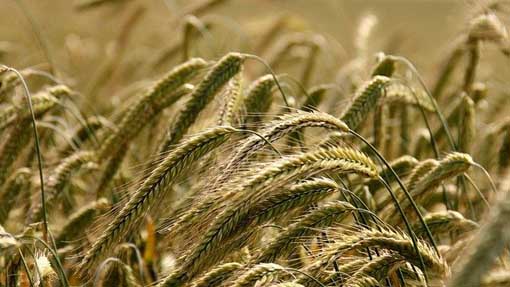 cereali campo