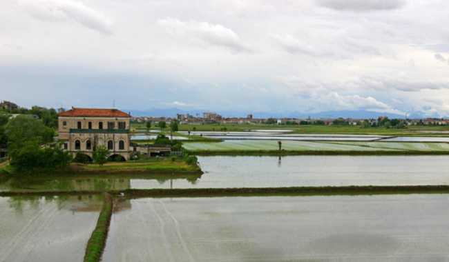 Novara risaie