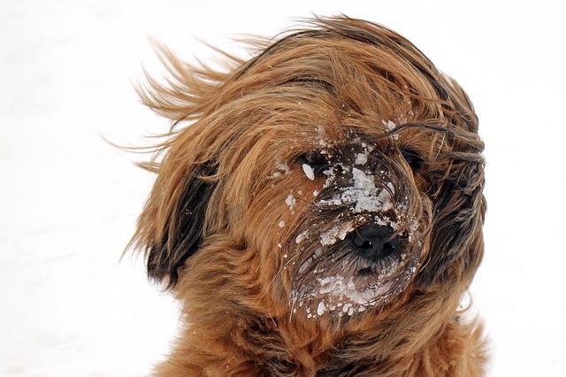 In biblioteca un viaggio nel “fantastico mondo del cane” per i più piccoli