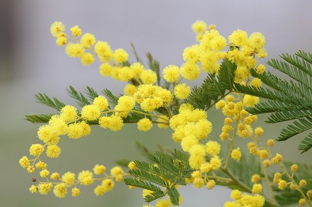 mimosa g078e02bad 640