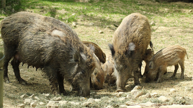 cinghiali gruppo cibo a images articles vco ossola 2021 agosto thumb medium650 0