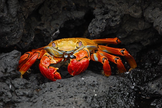 crab 63084 640 copia