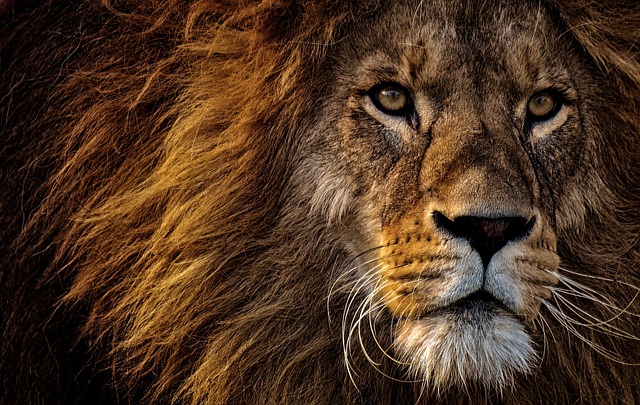 lion 3576045 640 copia