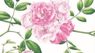 acquerelli botanici