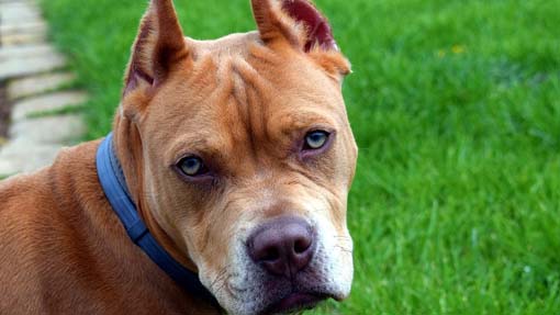 pitbull foto