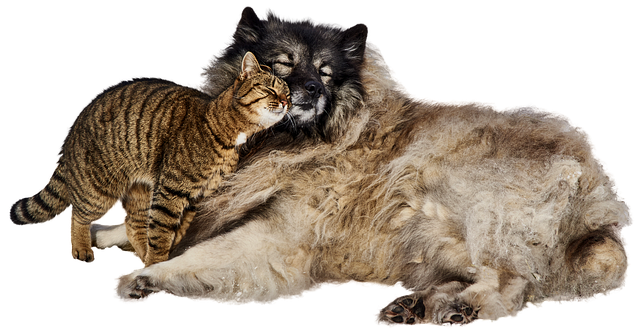 Cane gatto