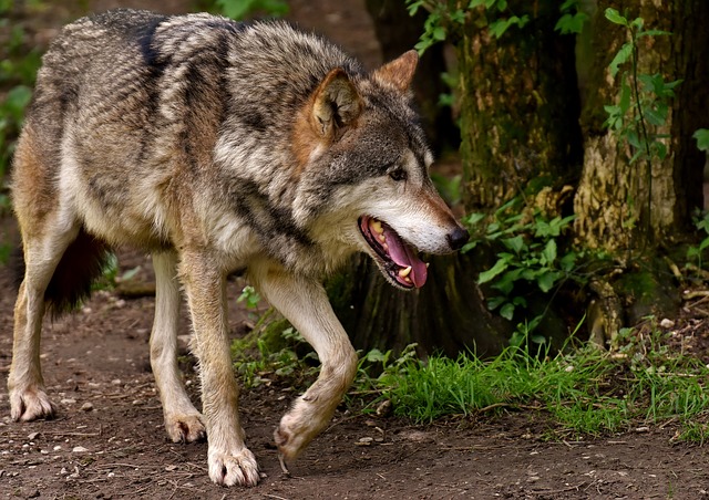 Lupo Valsesia