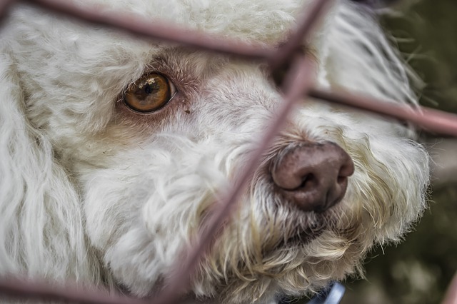 cane abbandonato